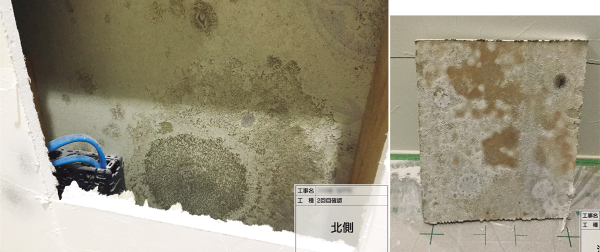 〔写真2〕壁内にも大量のカビ