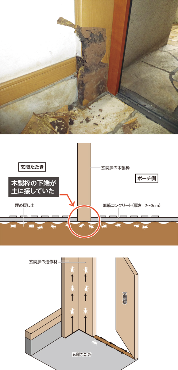 傾向1 蟻害の8割は玄関先と勝手口 日経クロステック Xtech