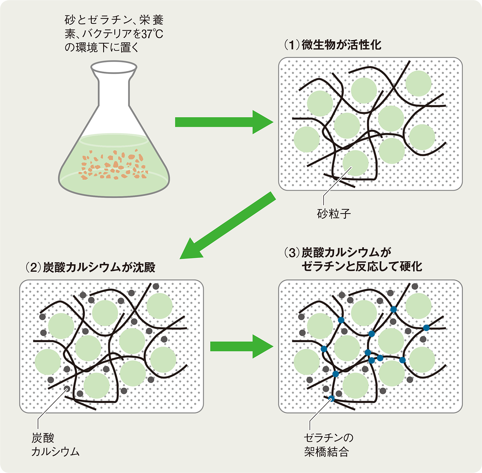 〔図1〕光合成で炭酸カルシウムを生成