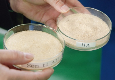 シャーレにある粉末がバジリスクの原料だ。左がポリ乳酸で、右がバクテリアとポリ乳酸を混ぜたバジリスクだ（写真：船戸 俊一）