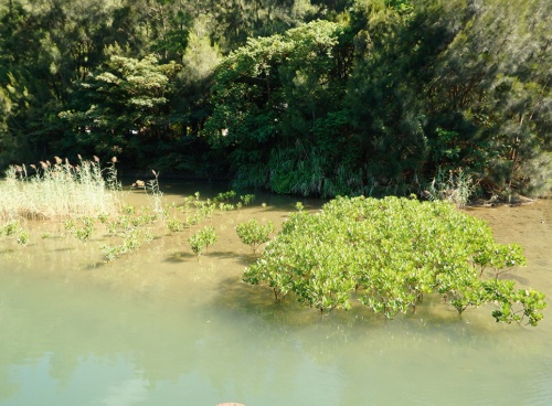 写真2■ マングローブを植林した箇所の様子。琉球列島固有種であるリュウキュウアユの稚魚の隠れ家となることが期待されている。21年8月27日撮影（写真：宇検村）