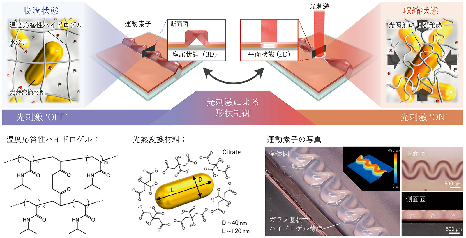 NTTが生体器官の運動模倣ハイドロゲル、疑似体内環境で実験可能に