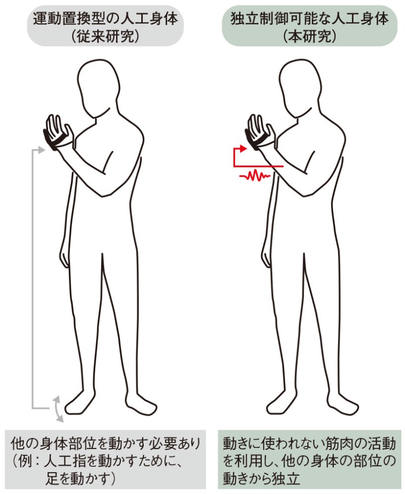思い通りに操作できる 第6の指 電通大ら 人工指の身体化を確認 日経クロステック Xtech 思い通りに操作できる 第6の指 電通大ら 人工指の身体化を確認 日経クロステック Xtech