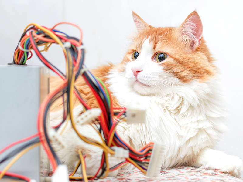 複数世帯がネットにつながらない　猫のフンでONUが「異常発光」