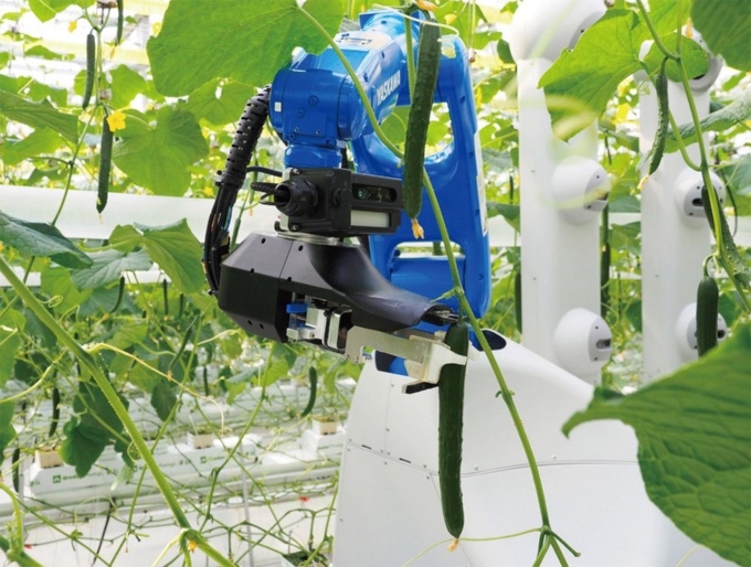 図1 佐賀市の圃場でキュウリの自動収穫ロボットが本格稼働