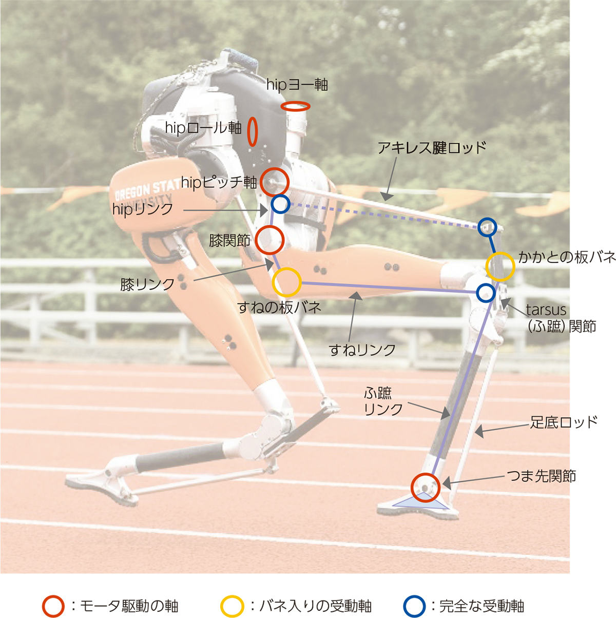 強化学習で2足歩行ロボの100m走ギネス世界記録、sim-to-realで