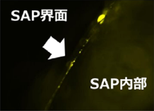 図3　SAP界面にエクソソームが吸着された様子