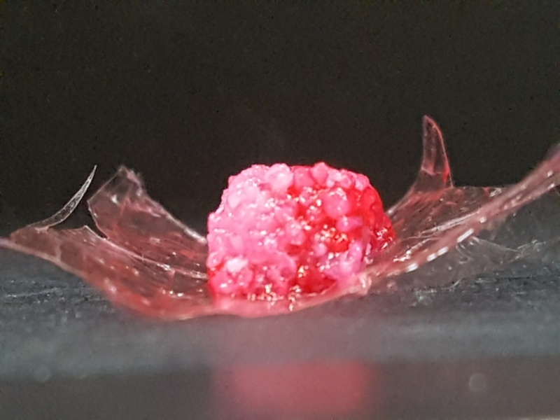 阪大と島津ら 3dバイオプリントで培養肉の生産 万博で披露へ 日経クロステック Xtech 阪大と島津ら 3dバイオプリントで培養肉の生産 万博で披露へ 日経クロステック Xtech