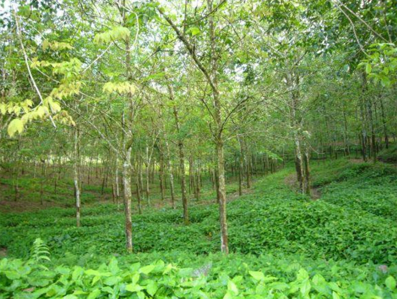 最新のIT技術で収量倍増を目指すインドネシアの天然ゴム農園 （写真：ブリヂストン）