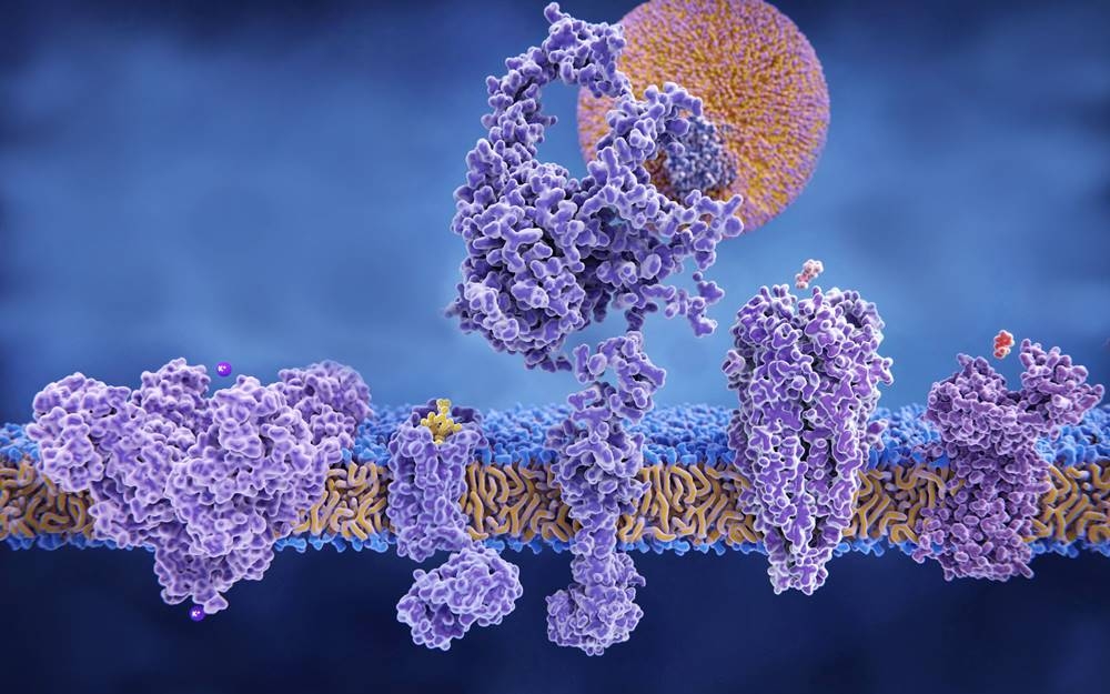 膜たんぱく質（紫色）のイメージ。細胞膜（青と黄土色）に付着したり貫通したりして、細胞内外の物質とのやり取りなどを担う （出所：123RF）
