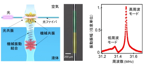 左は作製したセンサー素子の模式図、中央は光学顕微鏡像、右は液中での機械振動特性。光学顕微鏡像は2つのボトルを見やすくするために緑と黄に色付けしている（出所：NTT）