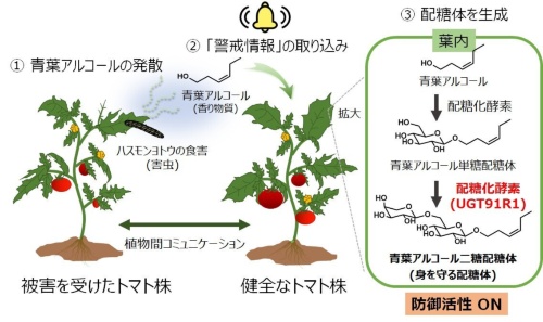 食害を受けたトマト株の発した香り物質を健全なトマト株が受け取ると、身を守るための配糖体を生成する（出所：静岡大学）
