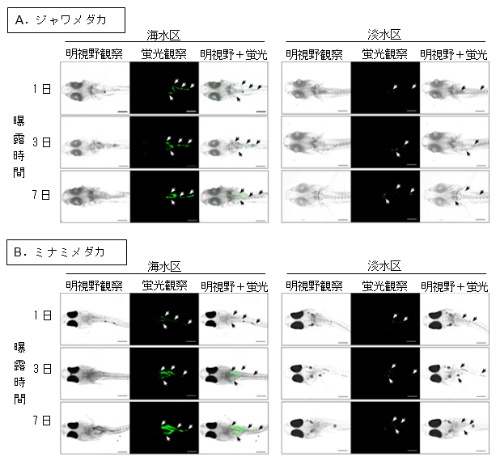 マイクロプラスチック粒子に暴露したメダカの体内