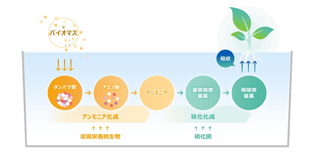 旭化成、食品残さを活用しトマトを養液で栽培 | 日経クロステック（xTECH）