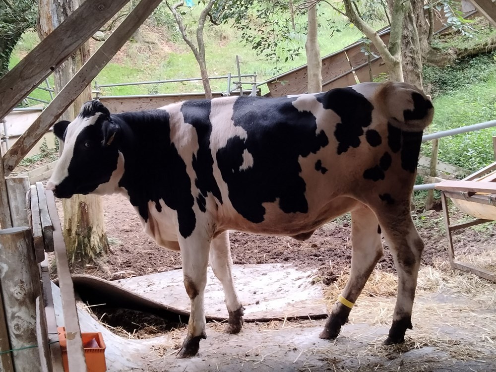 アシックスなど、牛の歩数から発情期を予測できるかを検証 | 日経