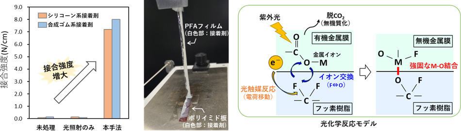 図2　表面改質による剥離強度変化（左）と開発した光化学反応モデル（右）