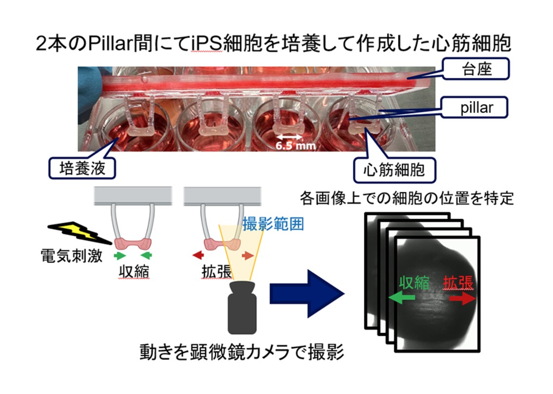 NTTと大阪大が心筋細胞伸縮の高精度測定技術、心臓病治療に期待 | 日経