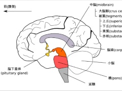 脳の構造を整理する 日経クロステック Xtech 脳の構造を整理する 日経クロステック Xtech