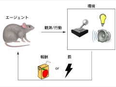 バックプロパゲーションを超える大脳の学習原理 日経クロステック Xtech バックプロパゲーションを超える大脳の学習原理 日経クロステック Xtech