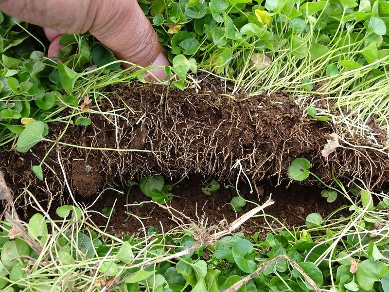 カバープランツは除草対策で最も経済的 緑地雑草科学研究所 理事に聞く 第5回 前半 5ページ目 日経クロステック Xtech