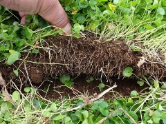 カバープランツは除草対策で最も経済的 緑地雑草科学研究所 理事に聞く 第5回 前半 5ページ目 日経クロステック Xtech カバープランツは除草対策で最も経済的 緑地雑草科学研究所 理事に聞く 第5回 前半 5ページ目 日経クロステック Xtech